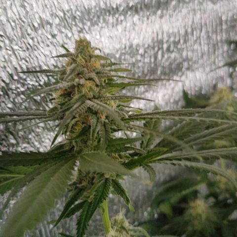 L.S.D. growlog timeline photo