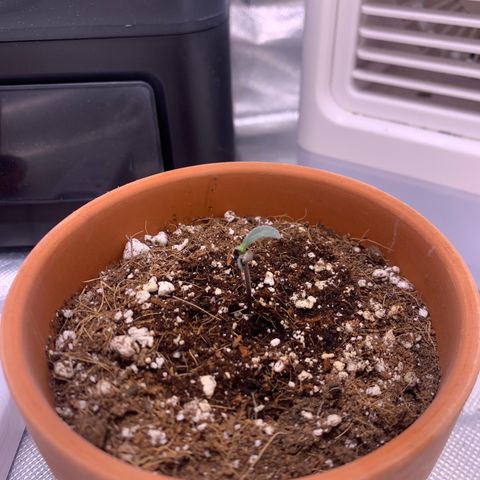 Wedding Cake Automatic growlog timeline photo