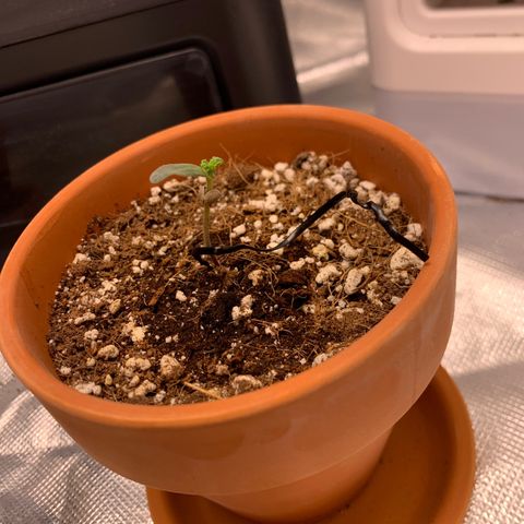 Wedding Cake Automatic growlog timeline photo