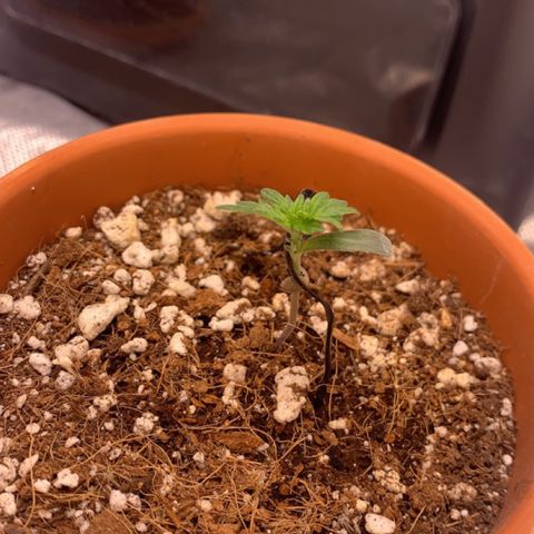 Wedding Cake Automatic growlog timeline photo