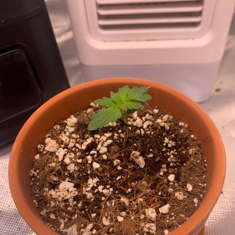 Wedding Cake Automatic growlog timeline photo