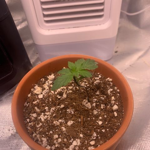 Wedding Cake Automatic growlog timeline photo