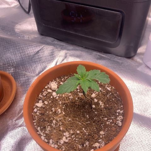 Wedding Cake Automatic growlog timeline photo