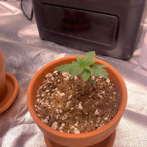 Wedding Cake Automatic growlog timeline photo