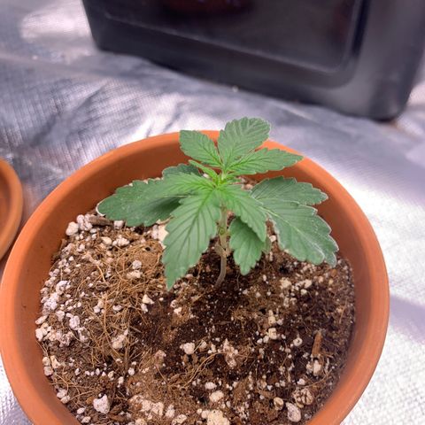 Wedding Cake Automatic growlog timeline photo