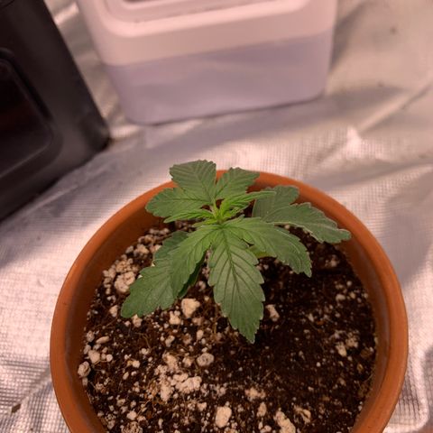 Wedding Cake Automatic growlog timeline photo