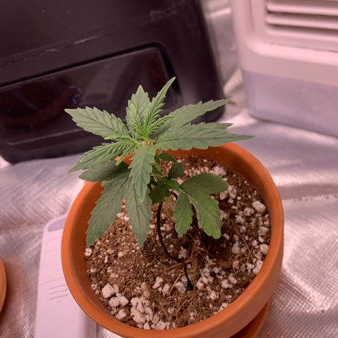 Wedding Cake Automatic growlog timeline photo