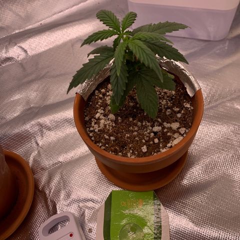 Wedding Cake Automatic growlog timeline photo