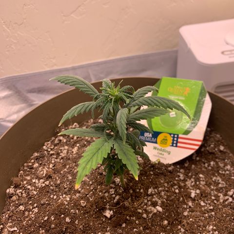 Wedding Cake Automatic growlog photo: Light seemed to be too close so I raised it and she seems to want to start flowering soon