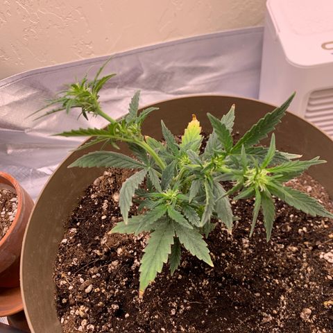 Wedding Cake Automatic growlog photo: Seems to be pretty healthy, leaves were yellowing about a week ago but now it’s back to being mostly green, soon to be in flower light cycle