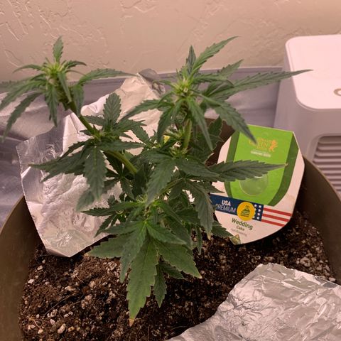 Wedding Cake Automatic growlog photo: flowering light cycle!