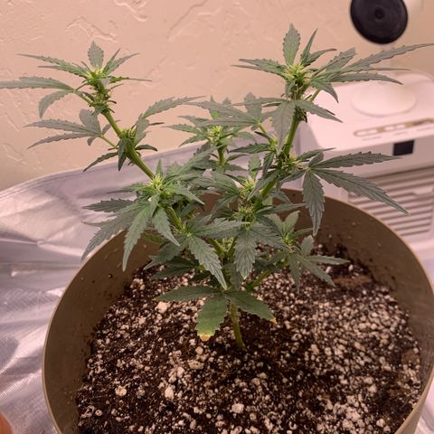 Wedding Cake Automatic growlog timeline photo