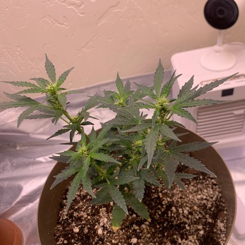 Wedding Cake Automatic growlog photo: learned a lot from my first grow and this is only my 2nd, it’s going much better