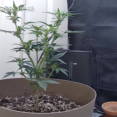 Wedding Cake Automatic growlog timeline photo