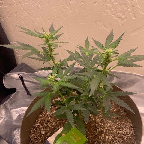 Wedding Cake Automatic growlog timeline photo