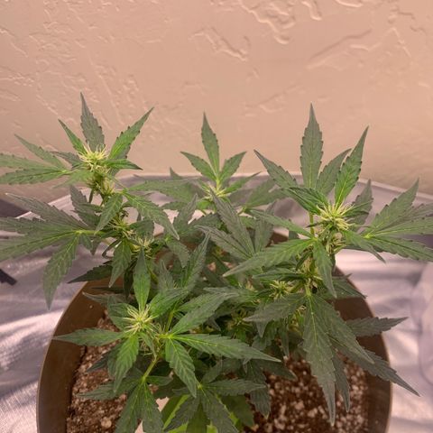 Wedding Cake Automatic growlog timeline photo