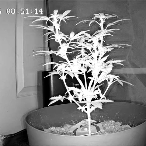 Wedding Cake Automatic growlog photo: Gonna leave the camera at this angle and see how much this one will grow in the next week 