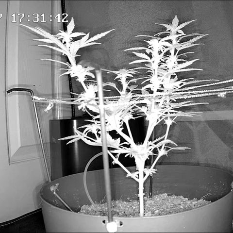 Wedding Cake Automatic growlog timeline photo