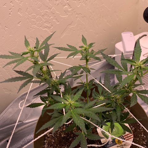 Wedding Cake Automatic growlog timeline photo