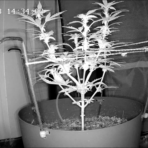 Wedding Cake Automatic growlog timeline photo