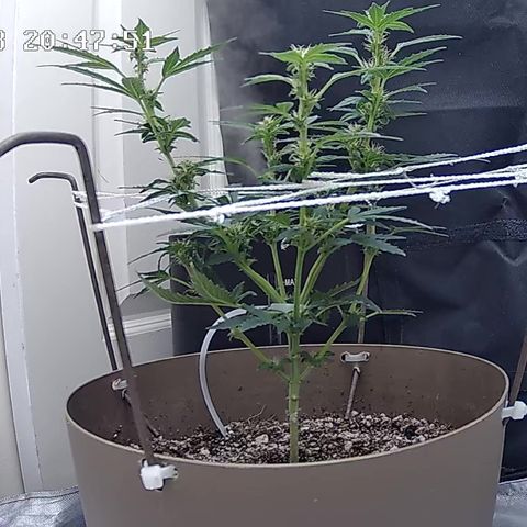 Wedding Cake Automatic growlog timeline photo