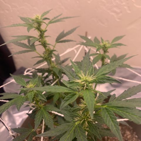 Wedding Cake Automatic growlog timeline photo