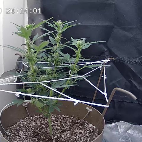 Wedding Cake Automatic growlog timeline photo