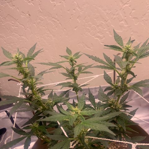 Wedding Cake Automatic growlog photo: gettin there