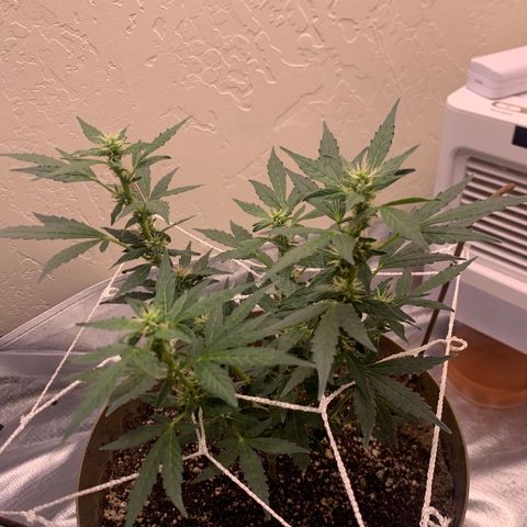 Wedding Cake Automatic growlog photo: water and top dress..only water from here on out
