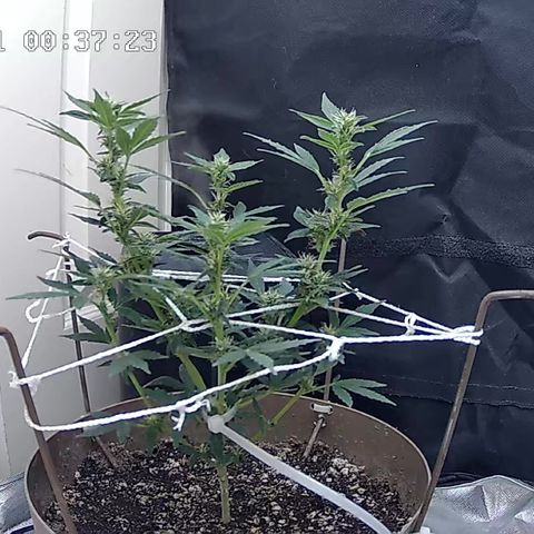 Wedding Cake Automatic growlog timeline photo