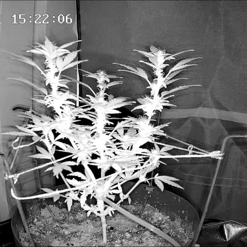 Wedding Cake Automatic growlog timeline photo