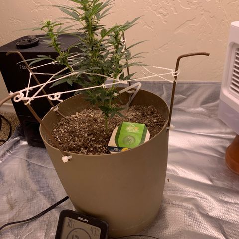 Wedding Cake Automatic growlog timeline photo