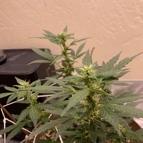 Wedding Cake Automatic growlog timeline photo