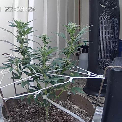 Wedding Cake Automatic growlog timeline photo