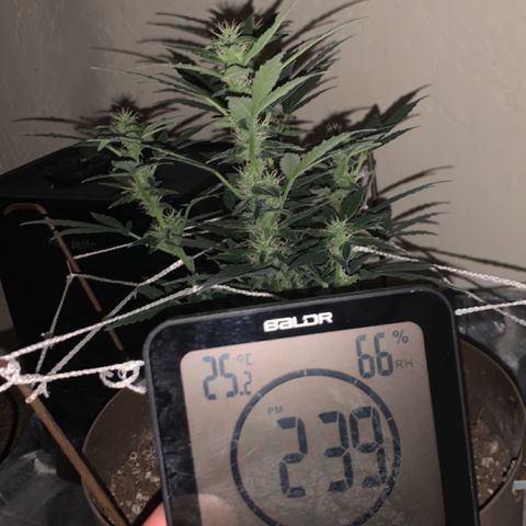 Wedding Cake Automatic growlog photo: rh is a little high