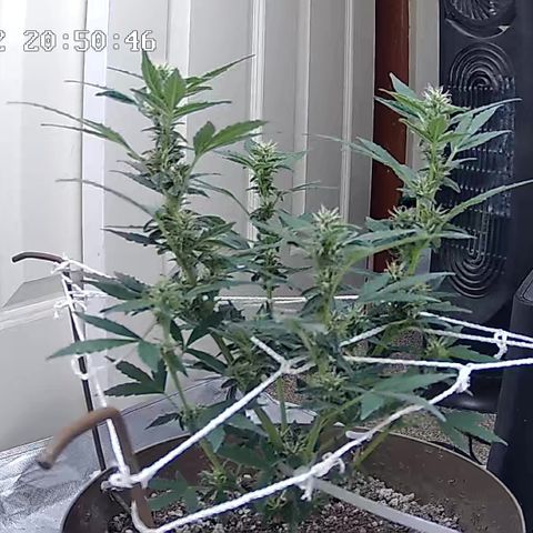 Wedding Cake Automatic growlog timeline photo