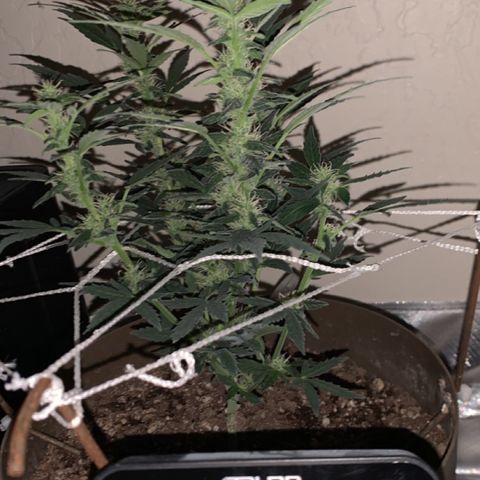 Wedding Cake Automatic growlog timeline photo
