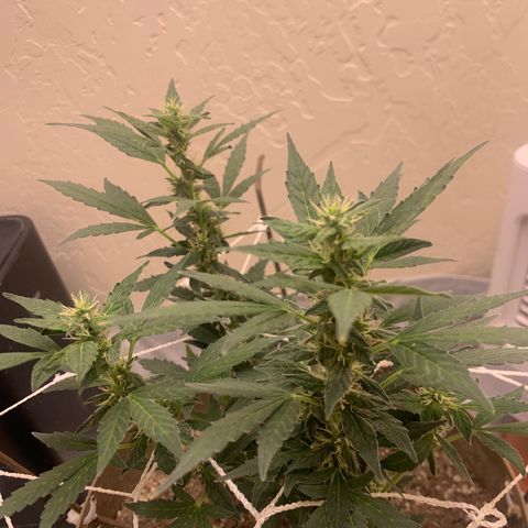 Wedding Cake Automatic growlog timeline photo