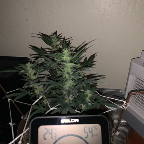 Wedding Cake Automatic growlog timeline photo