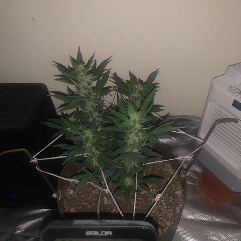 Wedding Cake Automatic growlog photo: it gets really hot when the lights are on I believe that is why the bud growth isn’t crazy