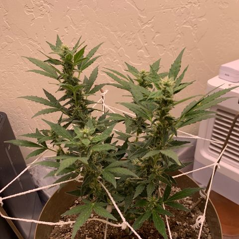 Wedding Cake Automatic growlog timeline photo