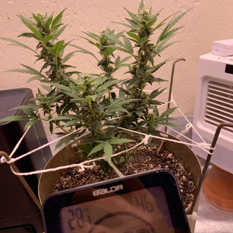 Wedding Cake Automatic growlog timeline photo