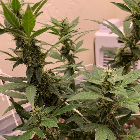 Wedding Cake Automatic growlog timeline photo