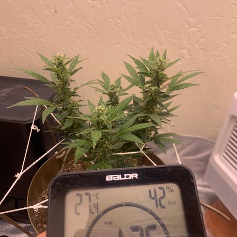 Wedding Cake Automatic growlog photo: maintained these same numbers for majority of the day