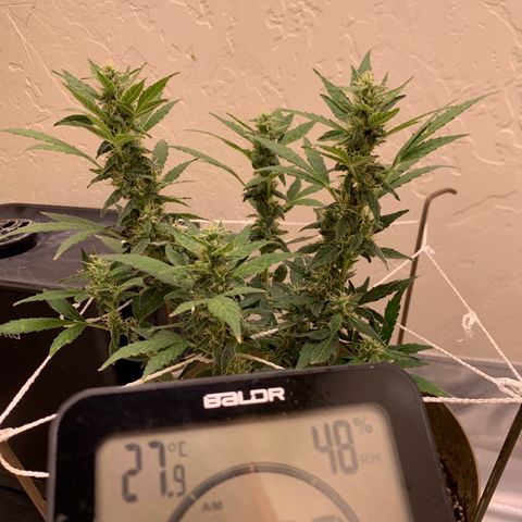 Wedding Cake Automatic growlog photo: temps will remain around 27-28 for the remainder of the day