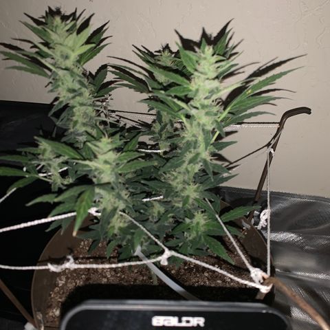 Wedding Cake Automatic growlog timeline photo