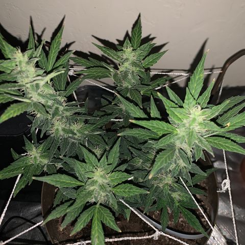 Wedding Cake Automatic growlog photo: yeah she weird..excited for the results tho 