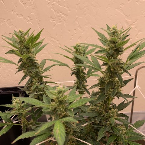 Wedding Cake Automatic growlog timeline photo