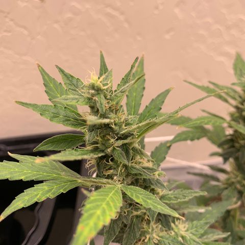 Wedding Cake Automatic growlog timeline photo