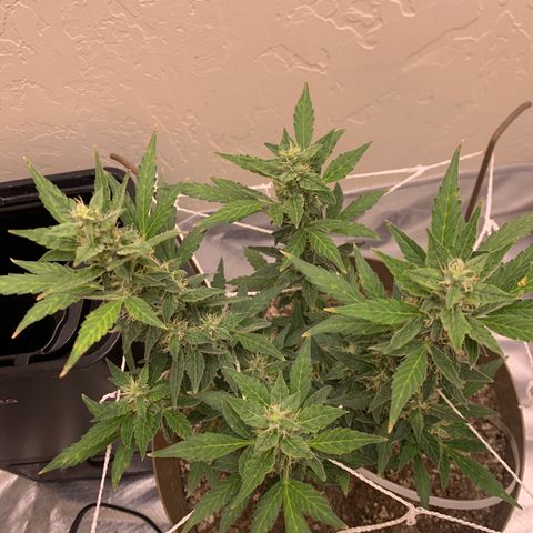 Wedding Cake Automatic growlog timeline photo